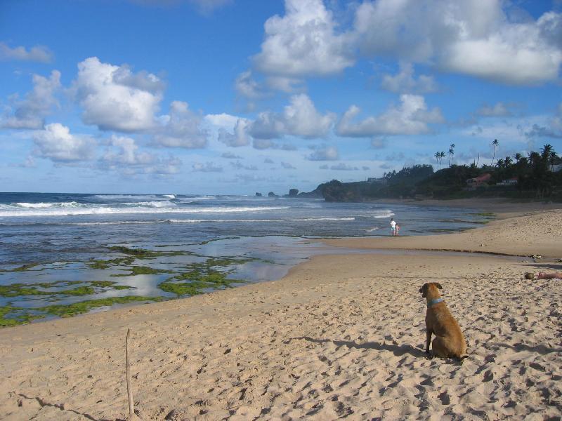Round House Hotel Bathsheba Exterior foto